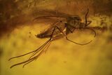 Fossil Spider, Beetle, Fly And Ant Wing In Baltic Amber #109336-2